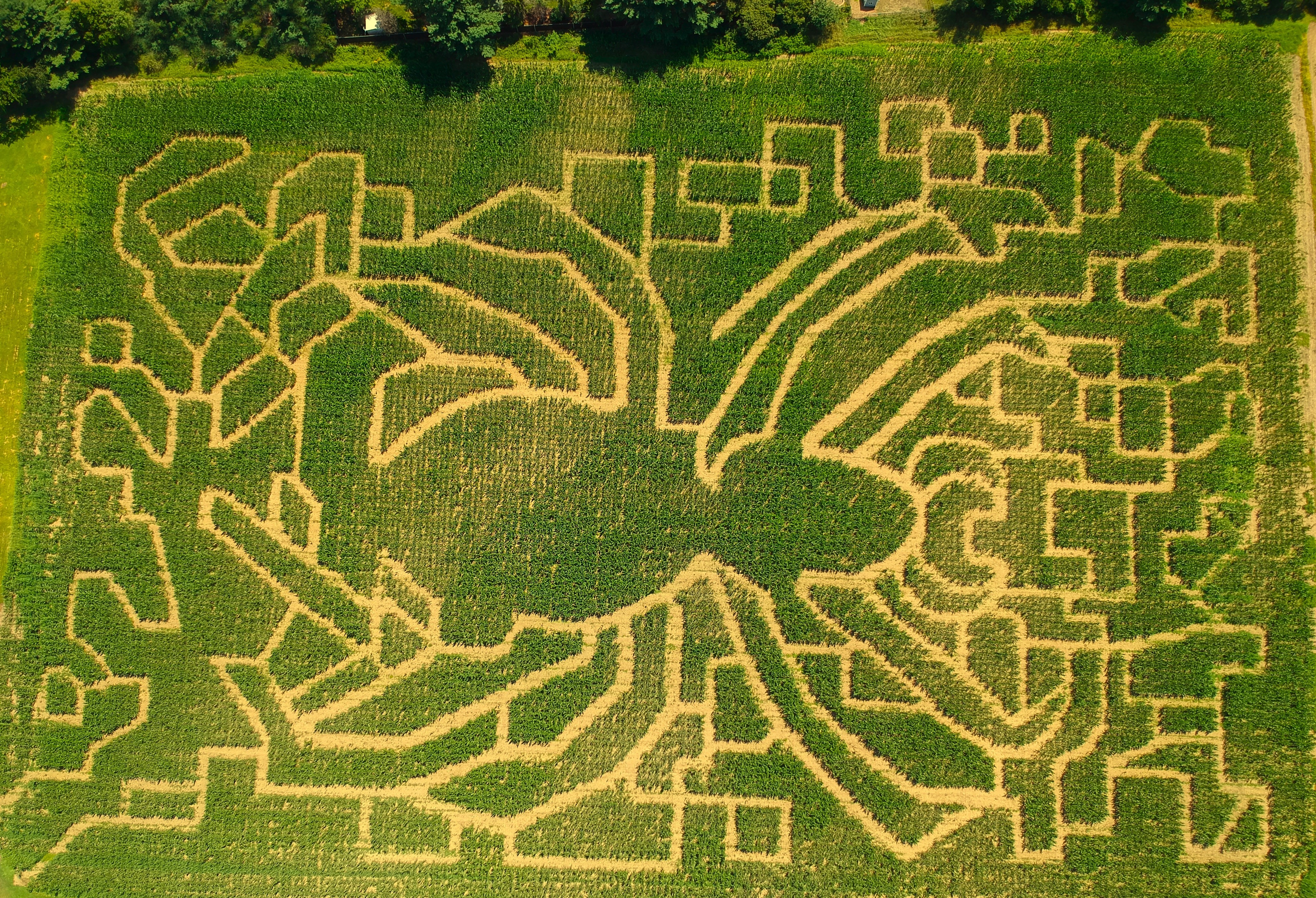 corn maze open to the public in the fall located at flint farm in Mansfield MA